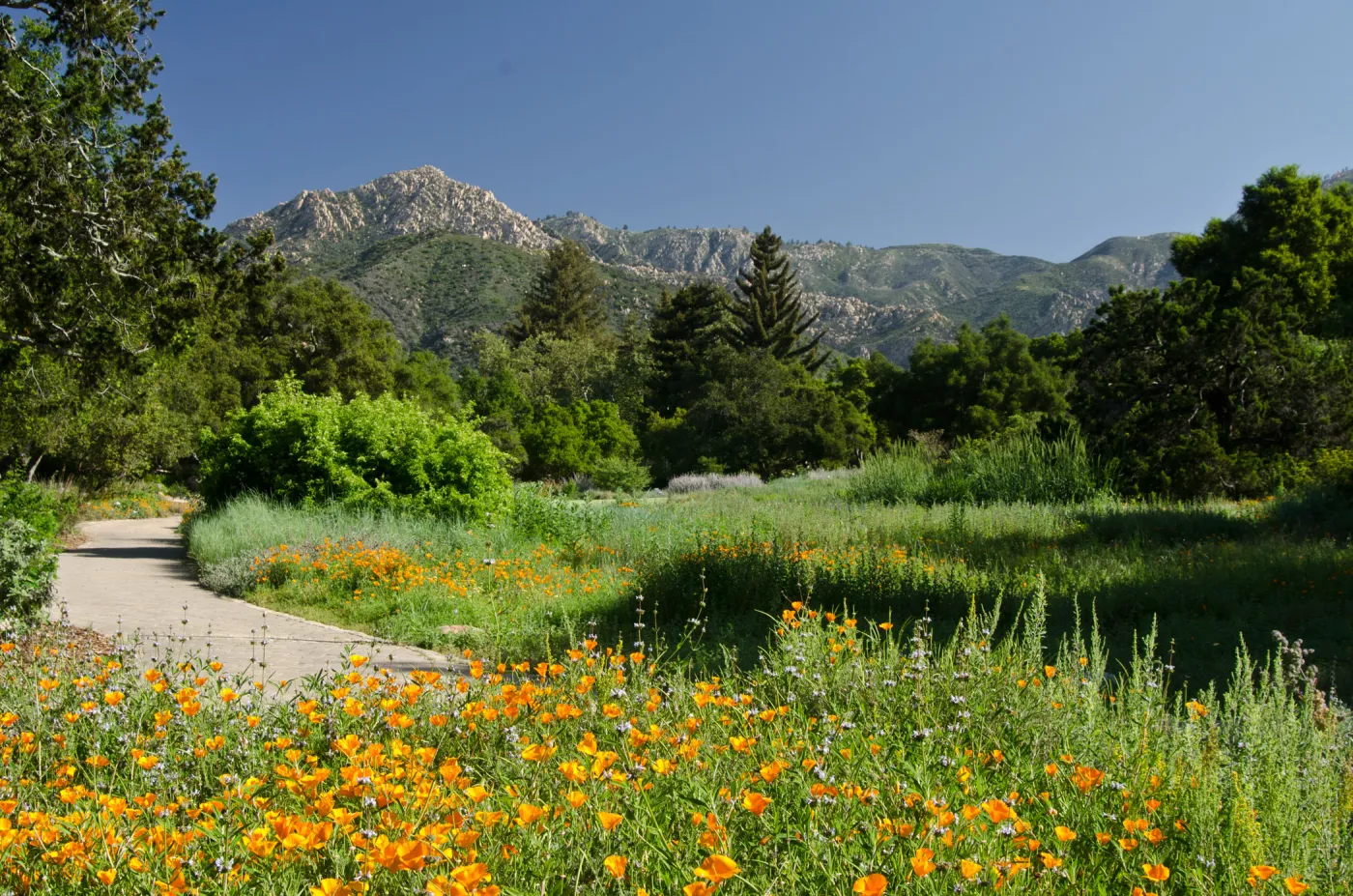 poppies, wildflowers in the Meadow, view to La Cumbre Peak, SBBG Spring 2012