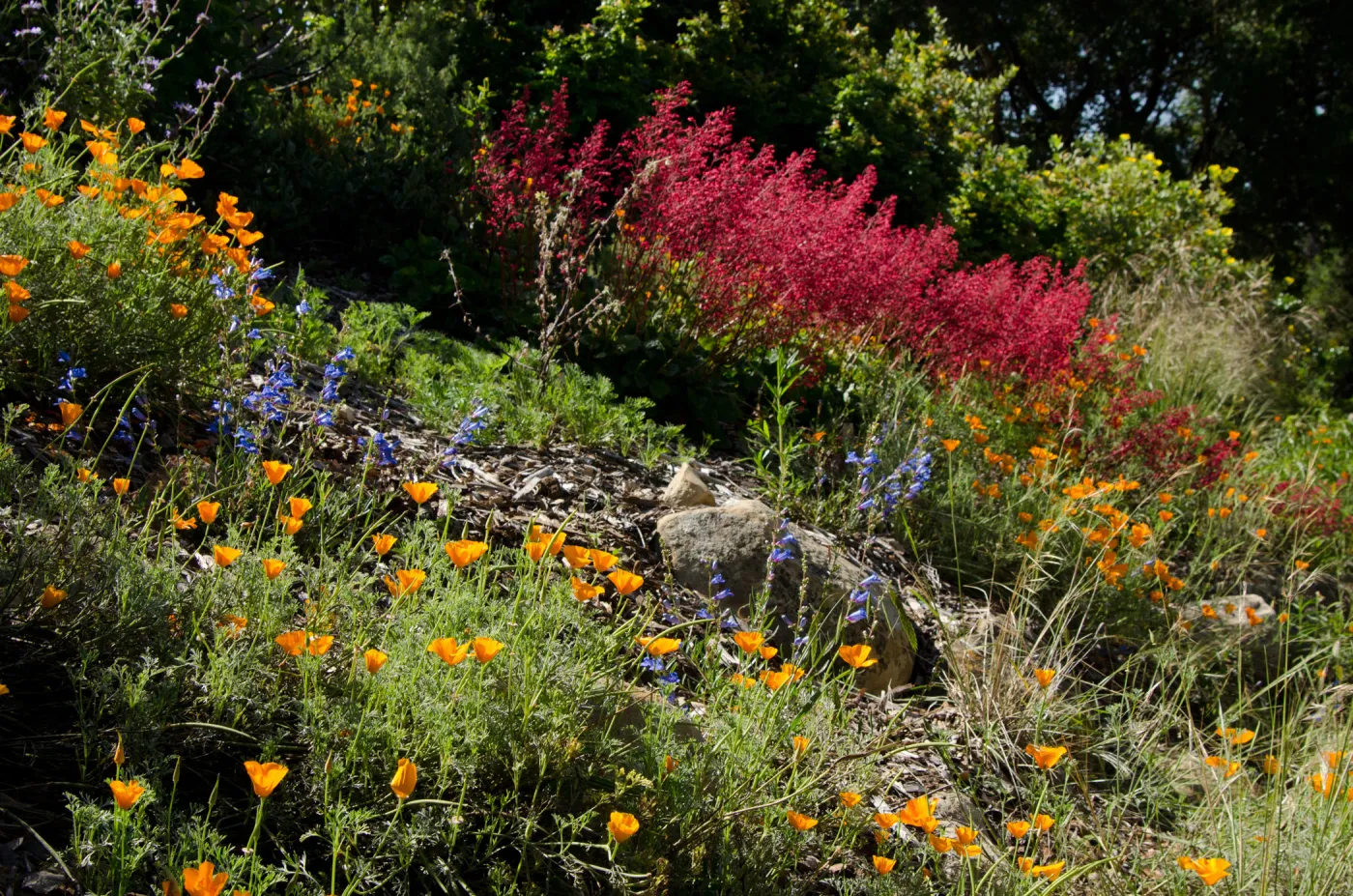 Heuchera, poppies, wildflowers on the parking lot bank, east side of the Meadow, SBBG Spring 2012