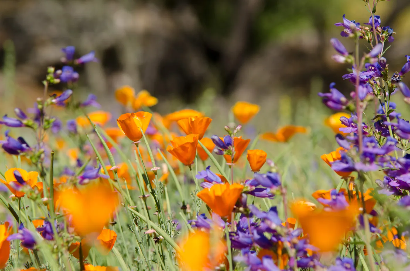 orange and purple, poppies and Penstemon, wildflowers in the Meadow, SBBG Spring 2012