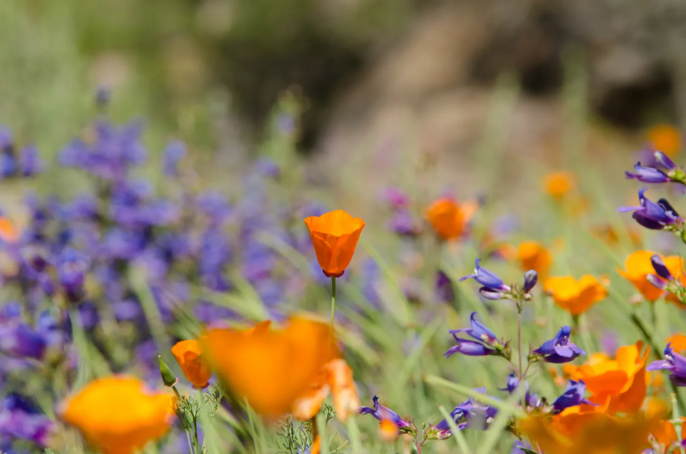 California poppy and Penstemon, orange and purple, wildflowers in the Meadow, SBBG Spring 2012