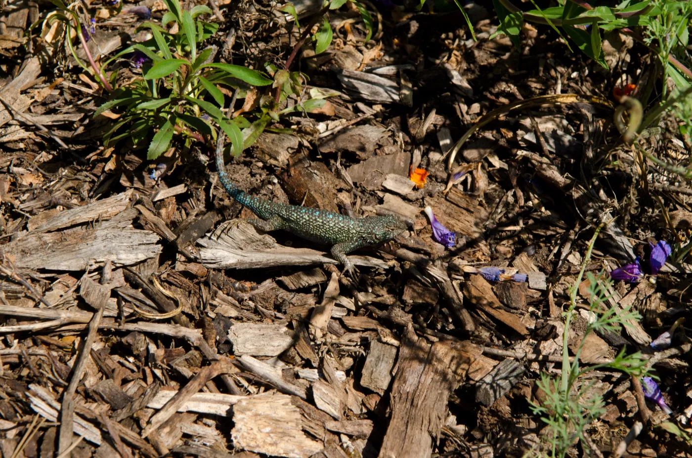 Western fence lizard, blue belly lizard, in the Meadow, SBBG Spring 2012