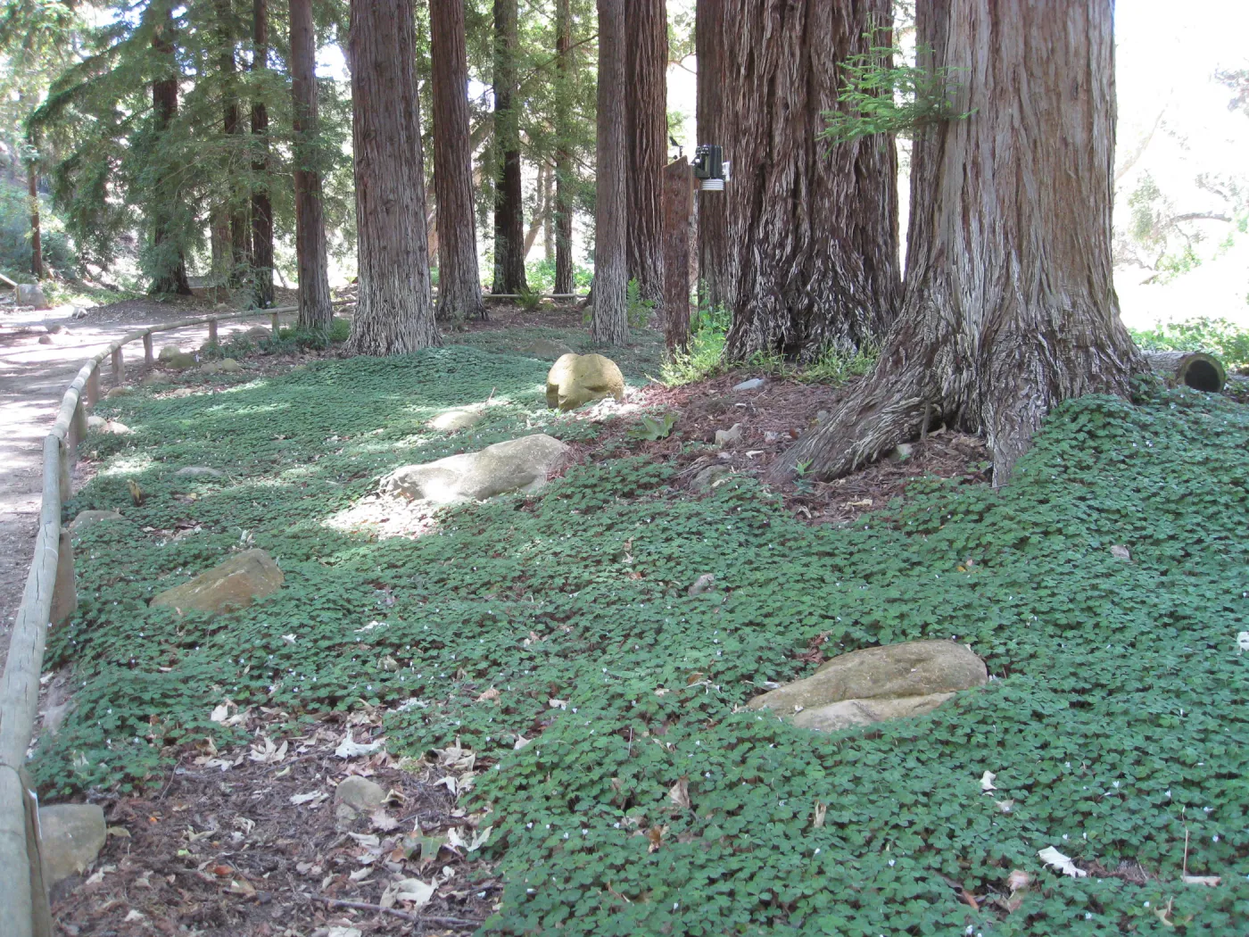 Oxalis oregona understory recovery in Redwood section after installation of new irrigation system