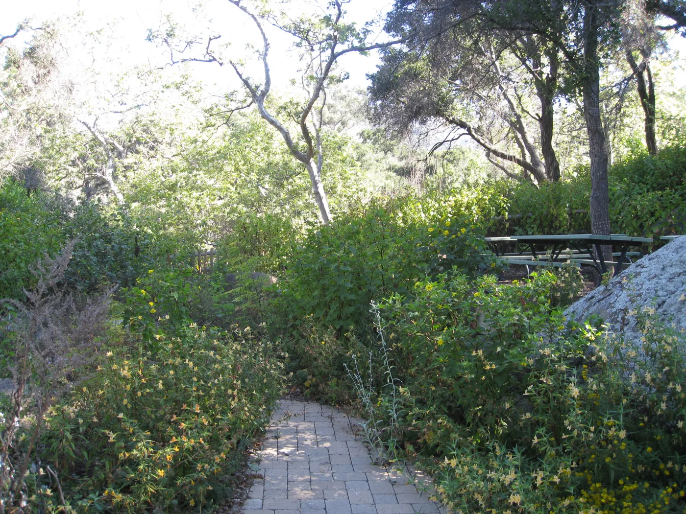 Beds in the vicinity of the picnic area on the Campbell Trail