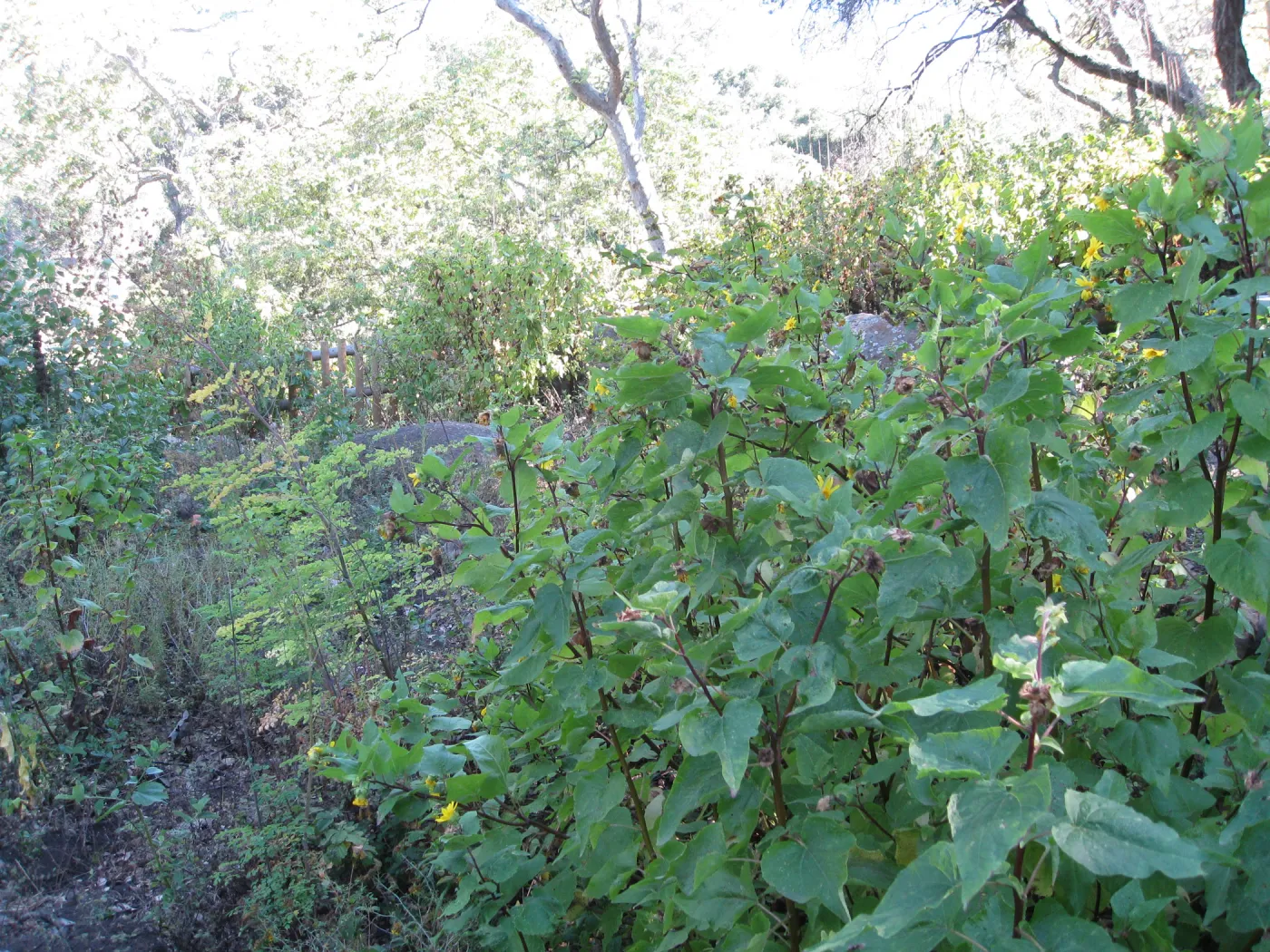 Beds in the vicinity of the picnic area on the Campbell Trail