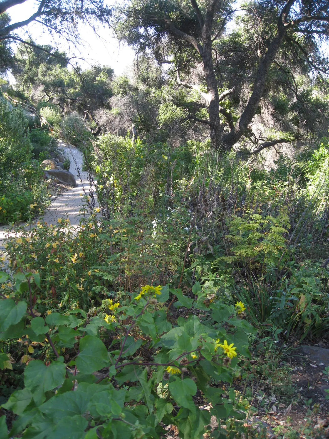 Beds in the vicinity of the picnic area on the Campbell Trail