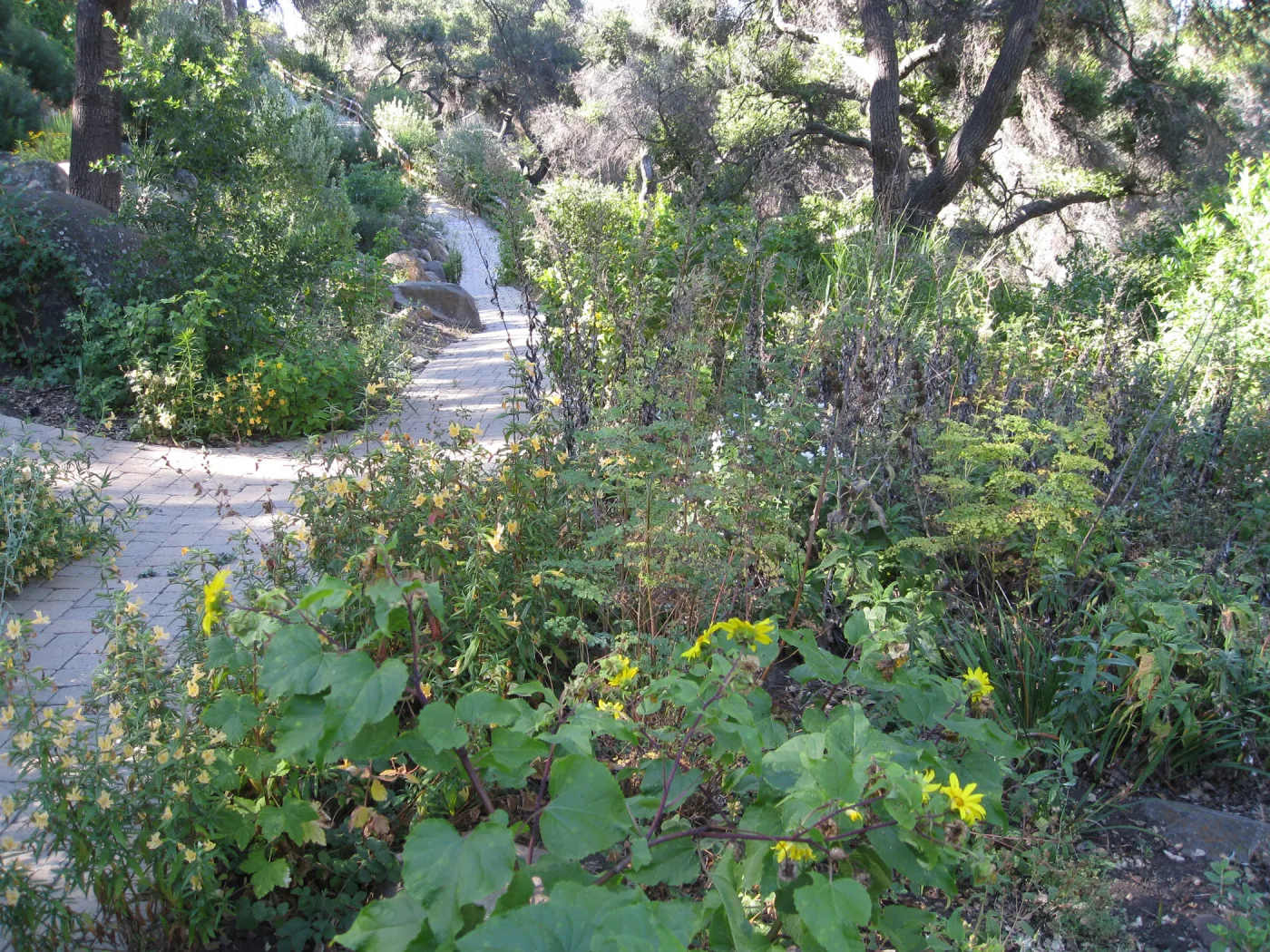 Beds in the vicinity of the picnic area on the Campbell Trail