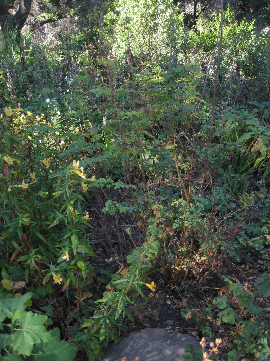 Beds in the vicinity of the picnic area on the Campbell Trail