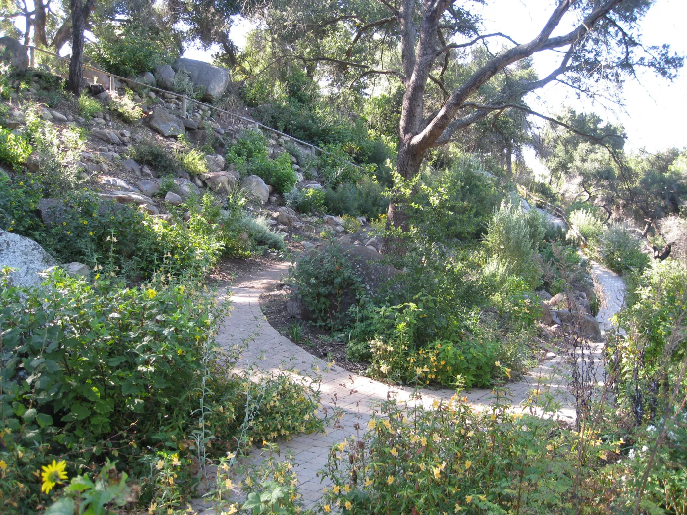 Beds in the vicinity of the picnic area on the Campbell Trail