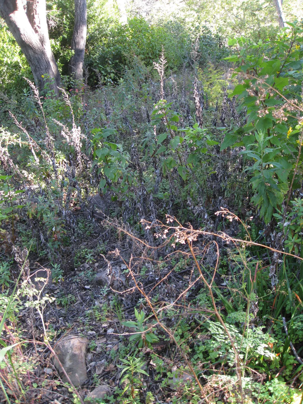 Beds in the vicinity of the picnic area on the Campbell Trail
