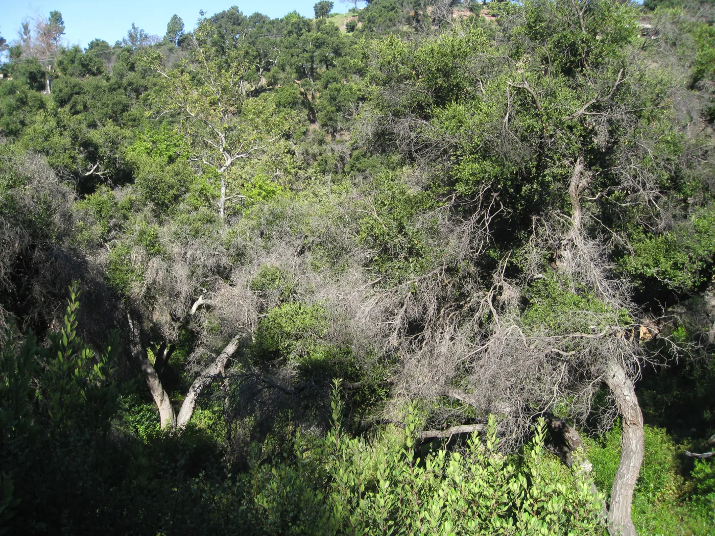 Damage to oak canopy 2 years after Jesusita Fire