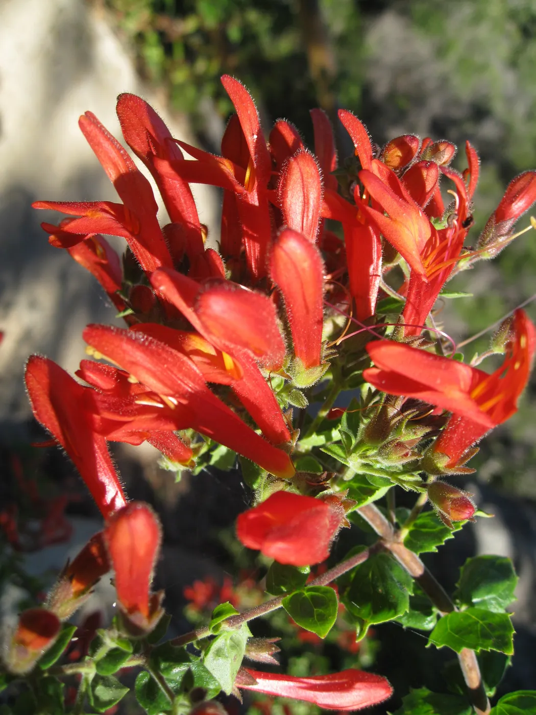 Keckiella cordifolia on Campbell Trail