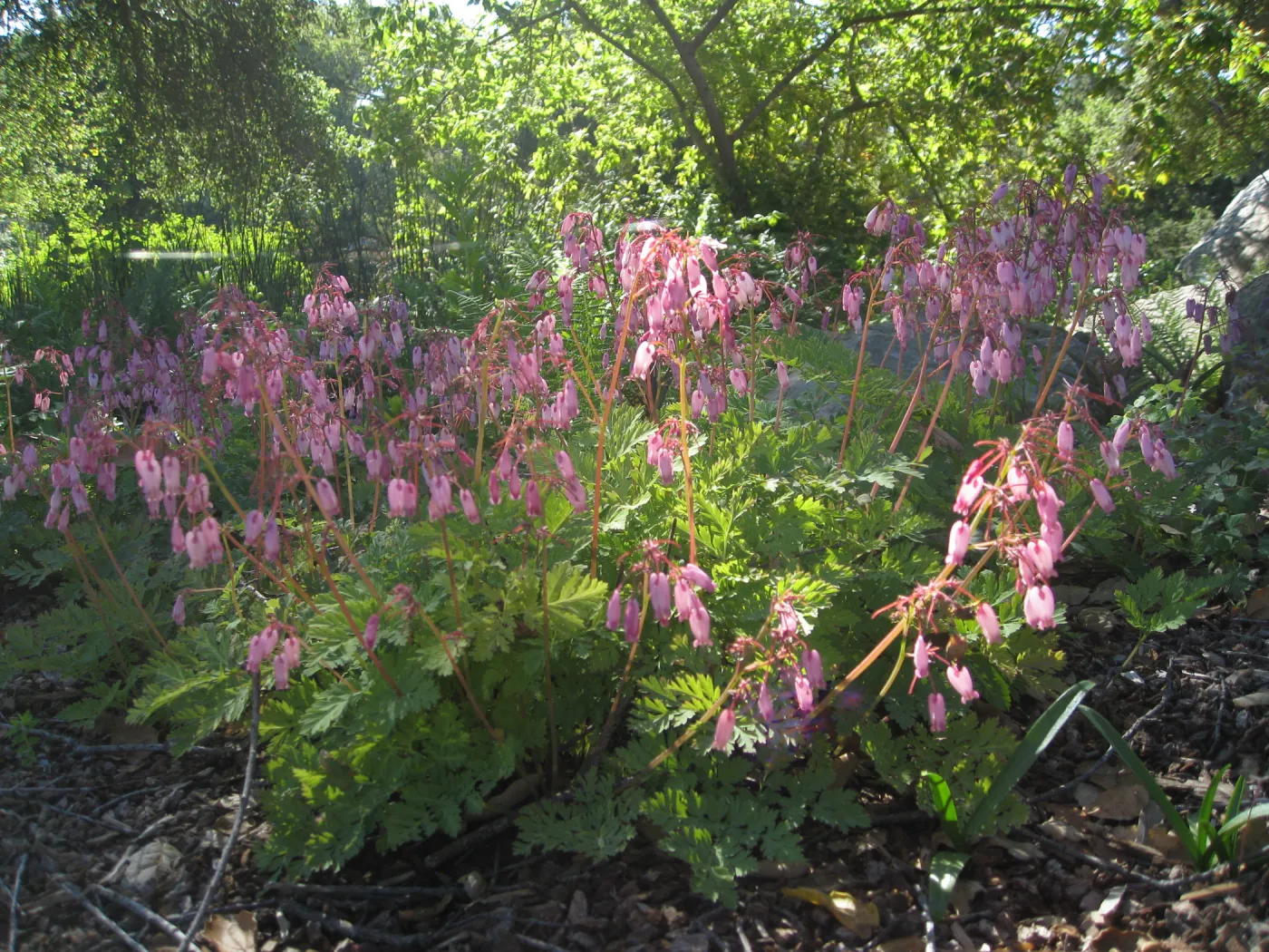 Dicentra blooming in the Orchid Display
