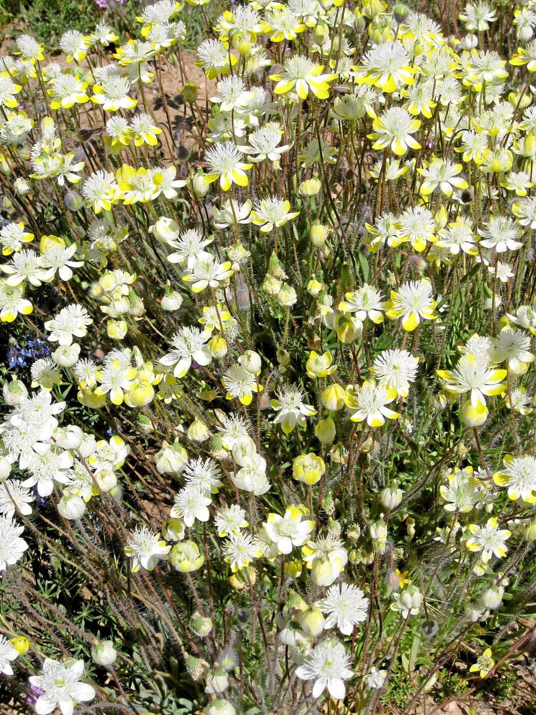 Vicinity of Ozena Ranger Station, Hwy 33. Platystemon Cream Cups