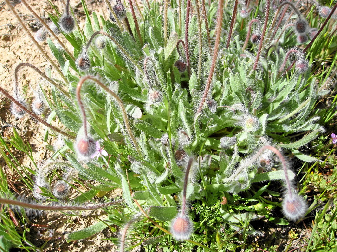 Vicinity of Ozena Ranger Station, Hwy 33. Platystemon Cream Cups