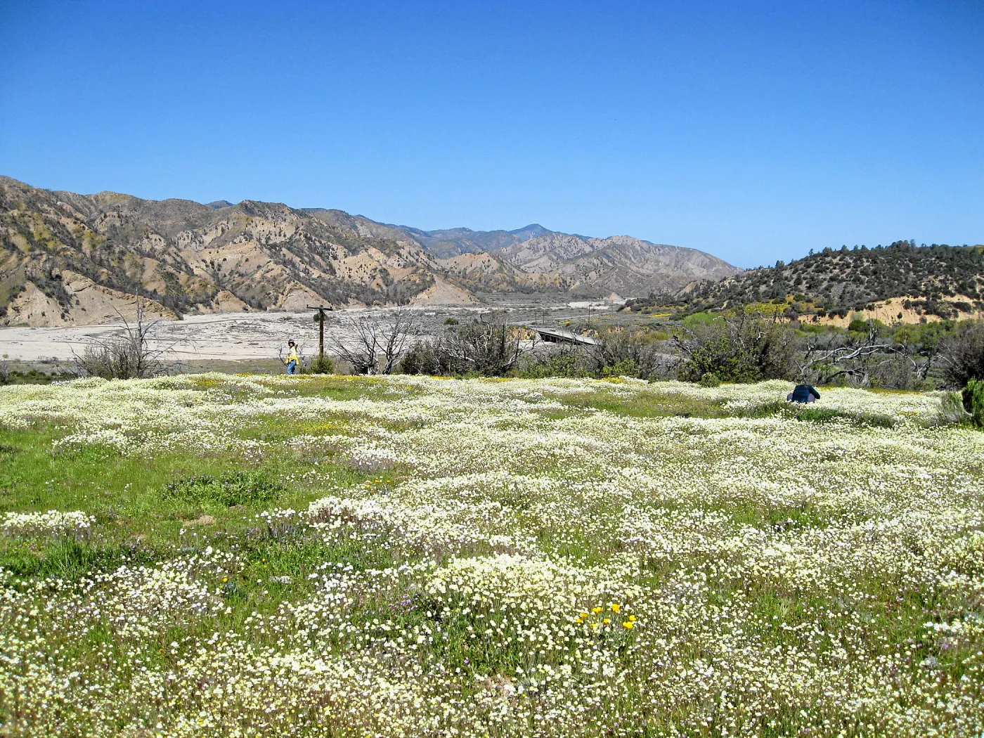 Vicinity of Ozena Ranger Station, Hwy 33. Platystemon Cream Cups