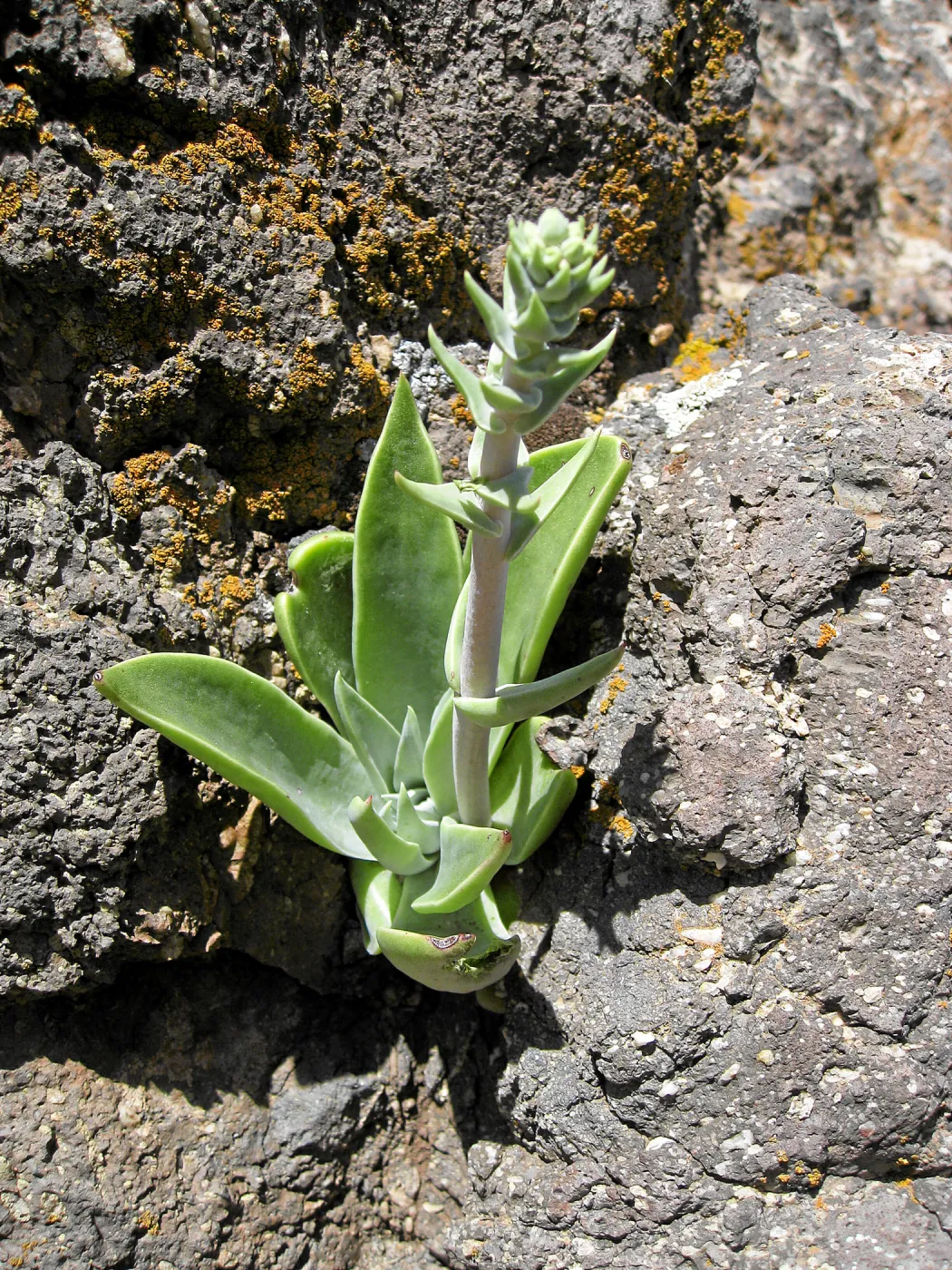 Padrones Canyon, Carrizo Plain. Dudleya cymosa