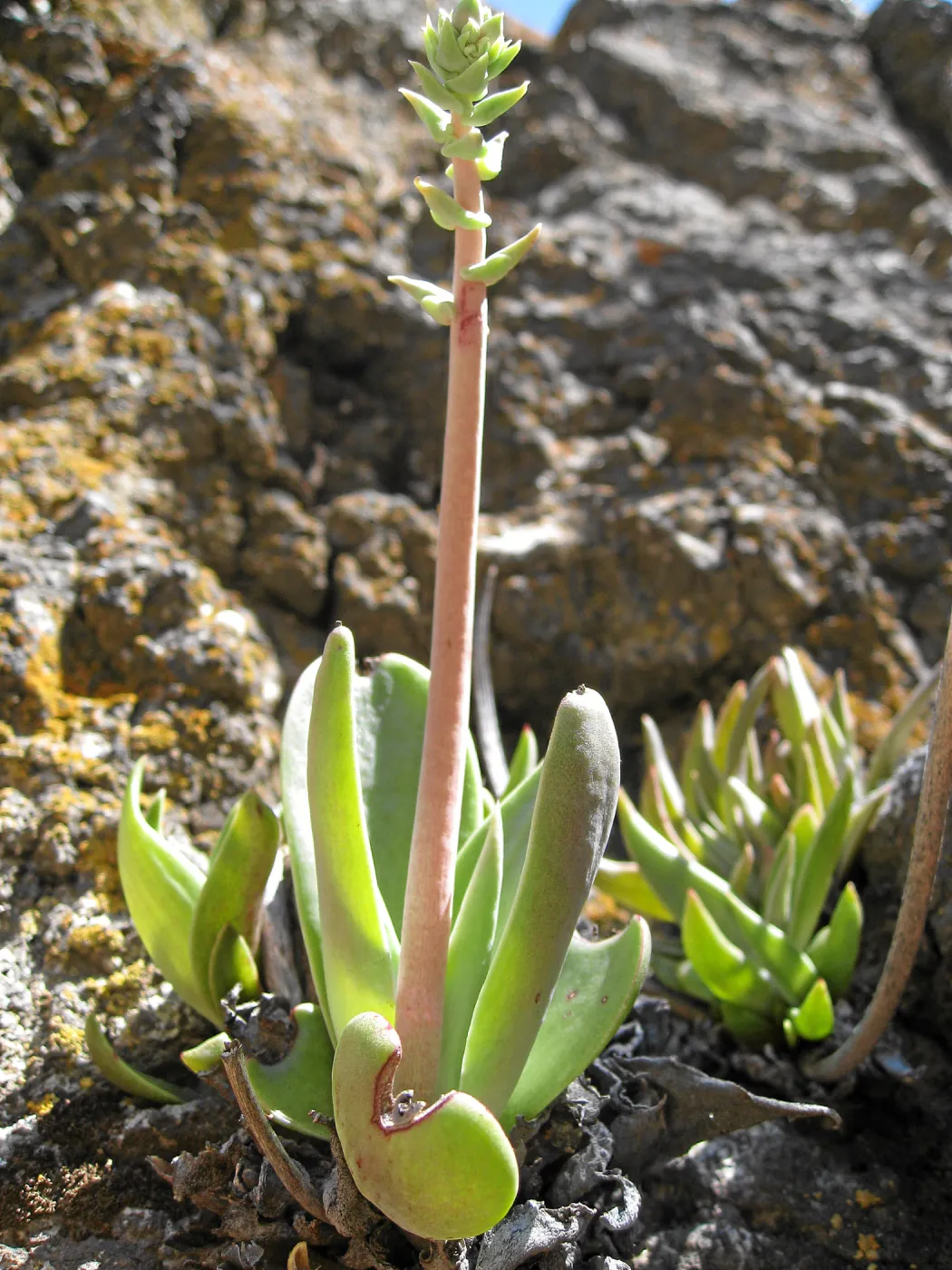 Padrones Canyon, Carrizo Plain. Dudleya cymosa