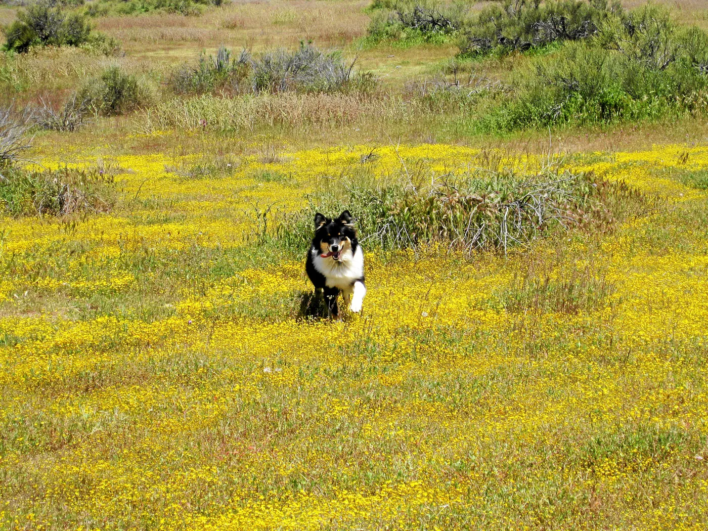 Near jct of Soda Lake and road to Padrones Spring. Lasthenia, Phoebe
