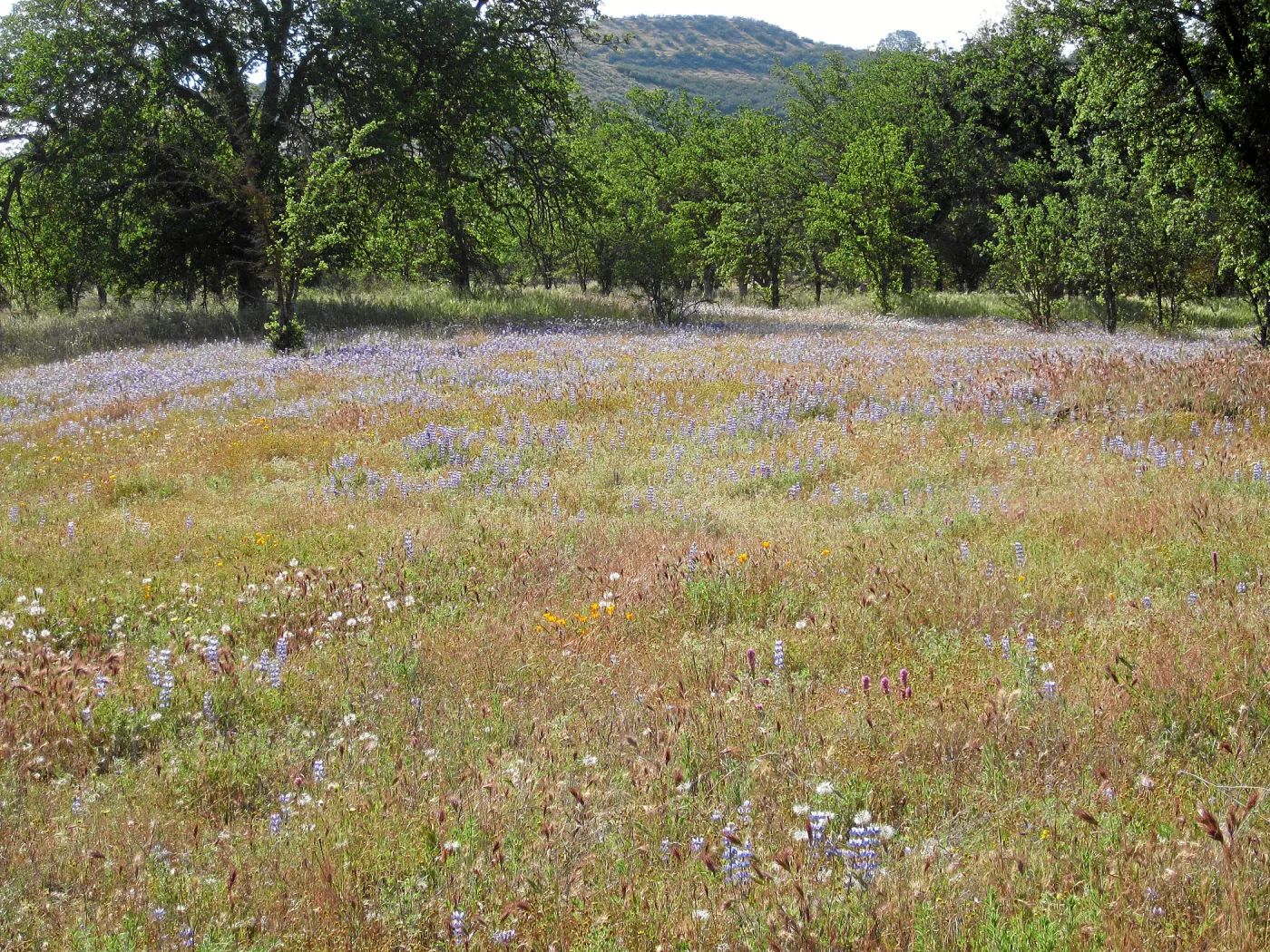 Near jct of Shell Canyon Rd, Hwy 58. Lupines