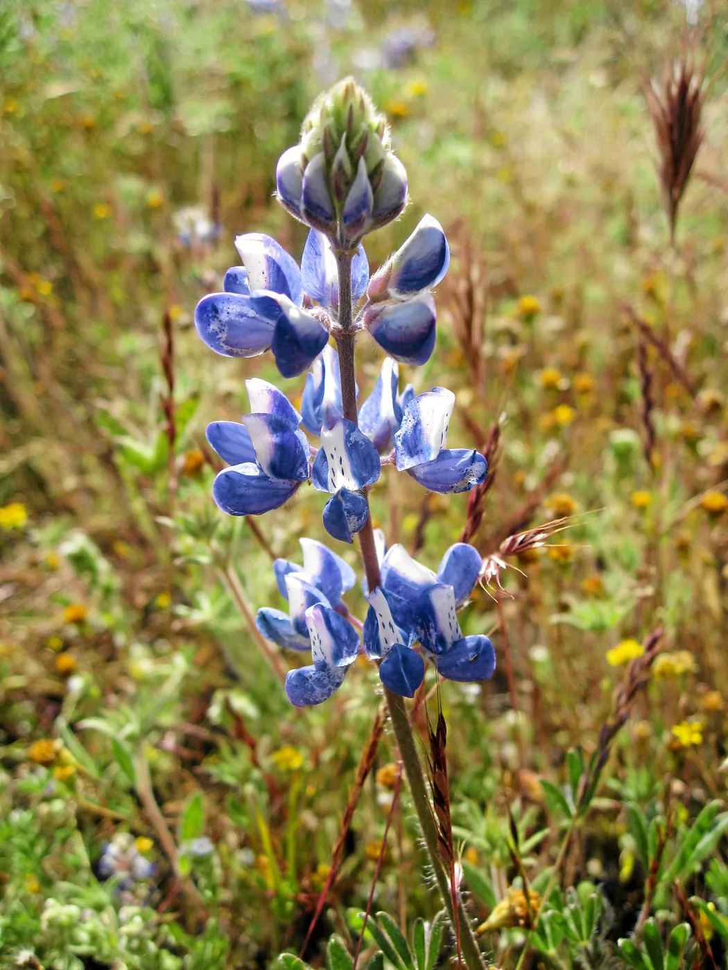 Near jct of Shell Canyon Rd, Hwy 58. Lupines