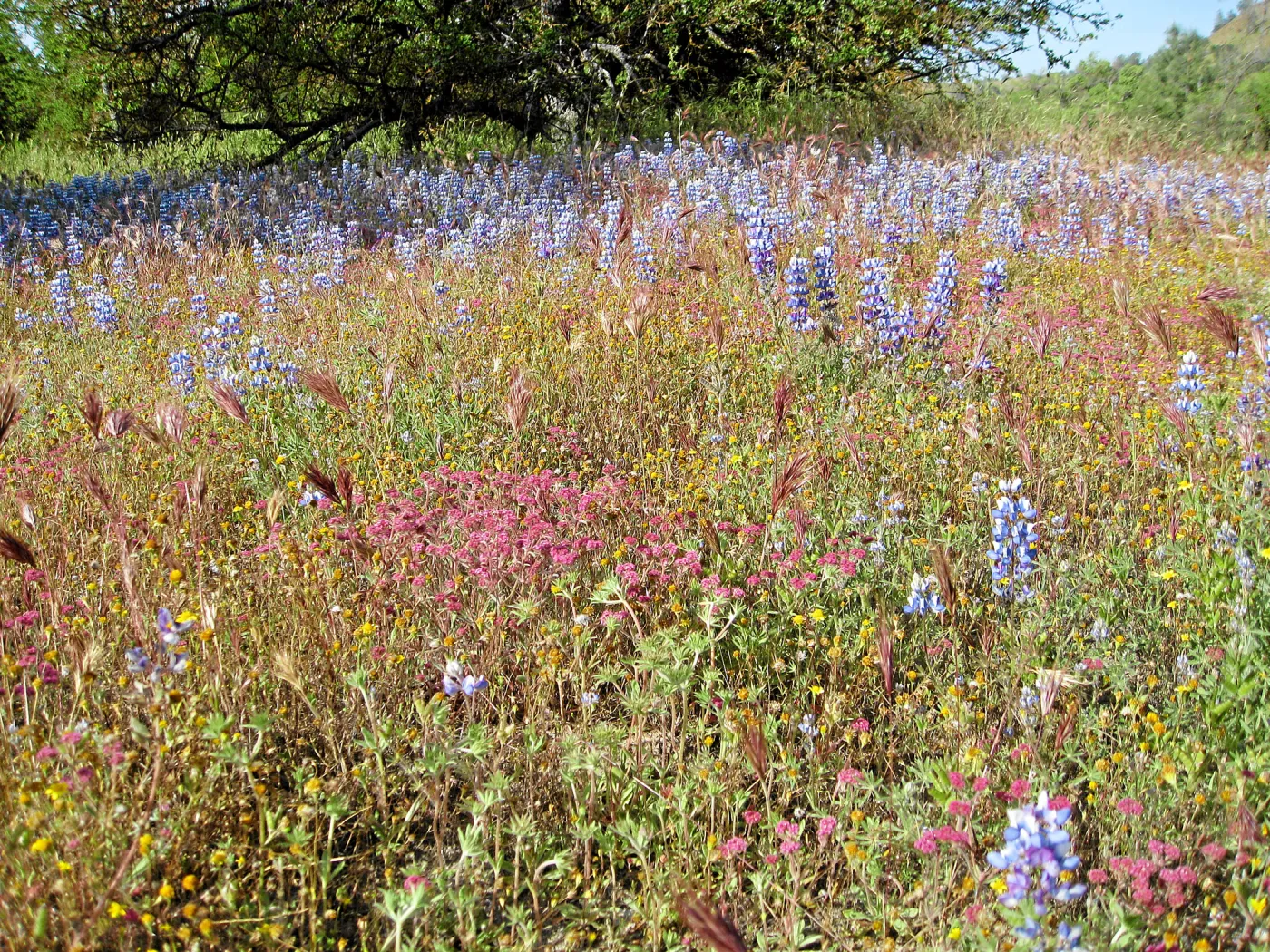 Near jct of Shell Canyon Rd, Hwy 58. Lupines