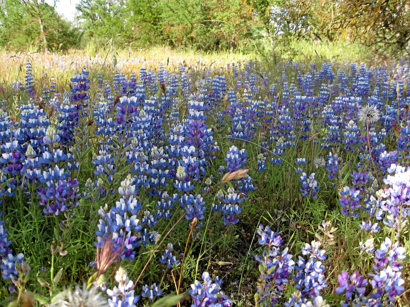 Near jct of Shell Canyon Rd, Hwy 58. Lupines