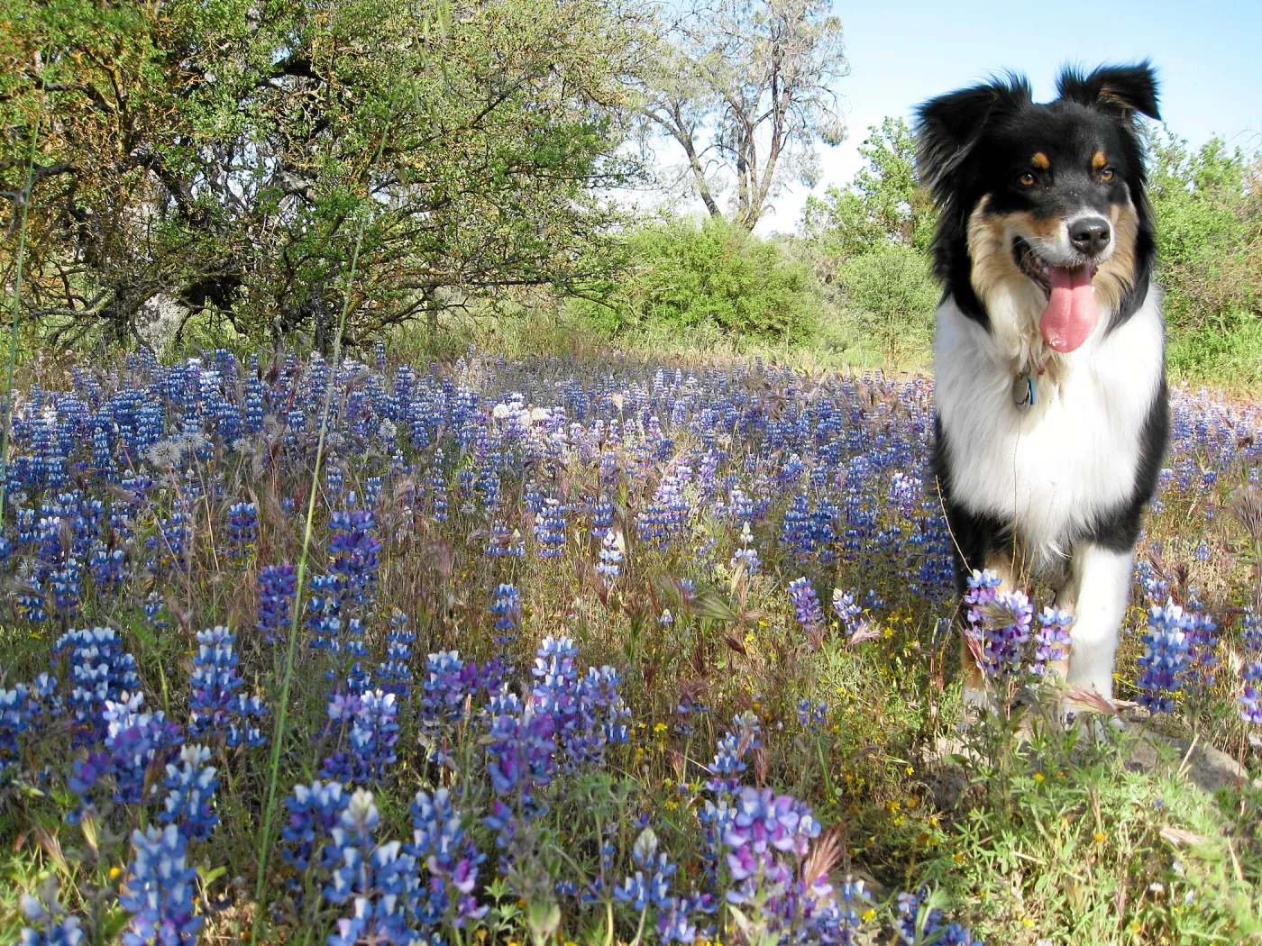 Near jct of Shell Canyon Rd, Hwy 58. Lupines, Phoebe