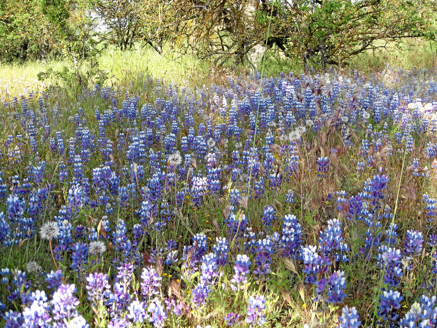 Near jct of Shell Canyon Rd, Hwy 58. Lupines