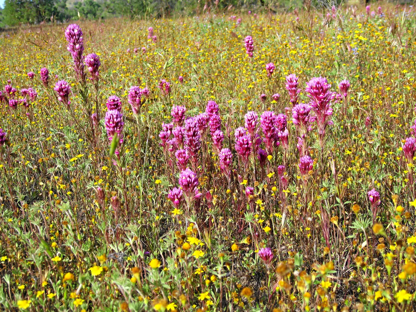 Near jct of Shell Canyon Rd, Hwy 58. Owls Clover