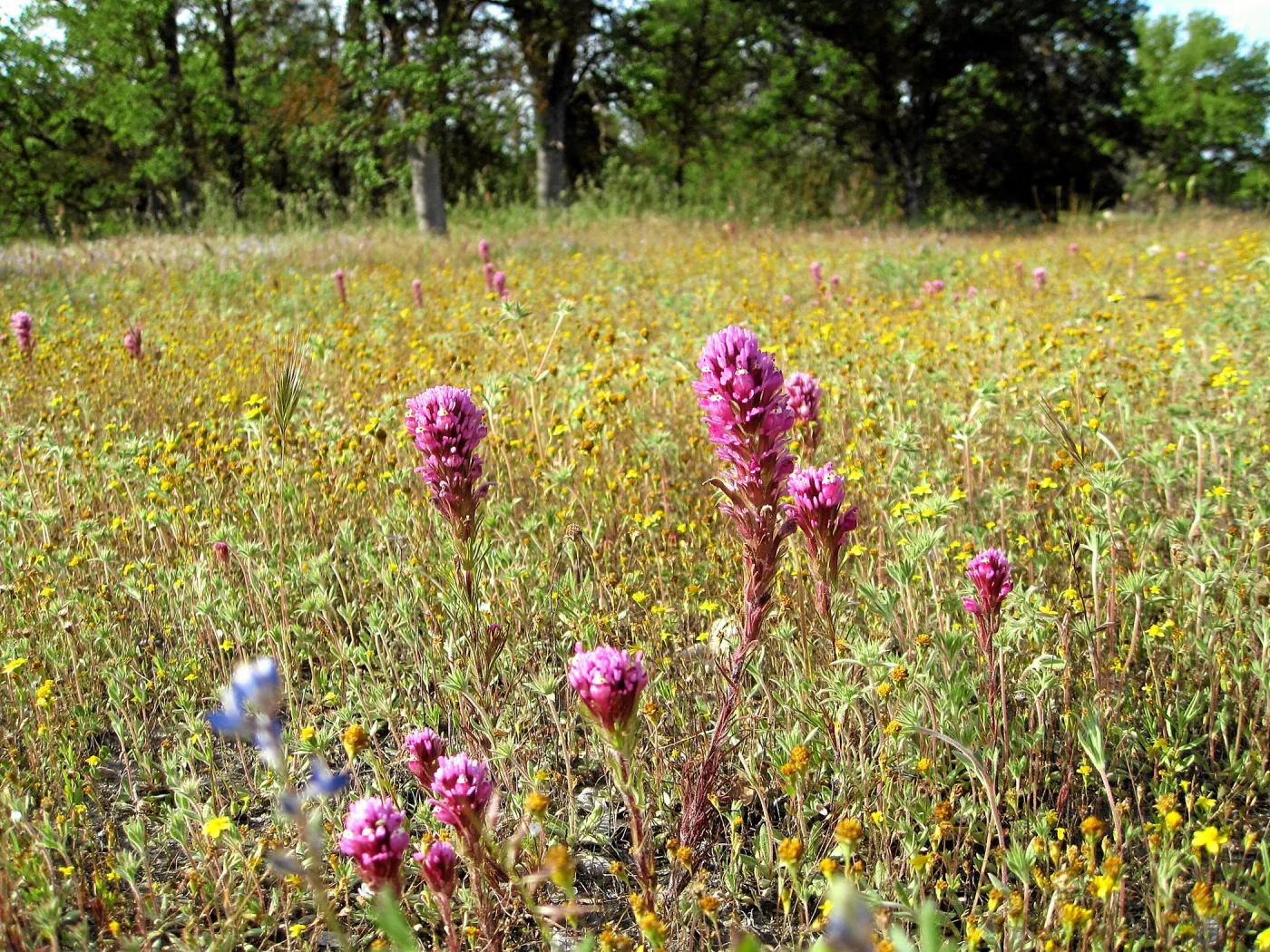 Near jct of Shell Canyon Rd, Hwy 58. Owls Clover