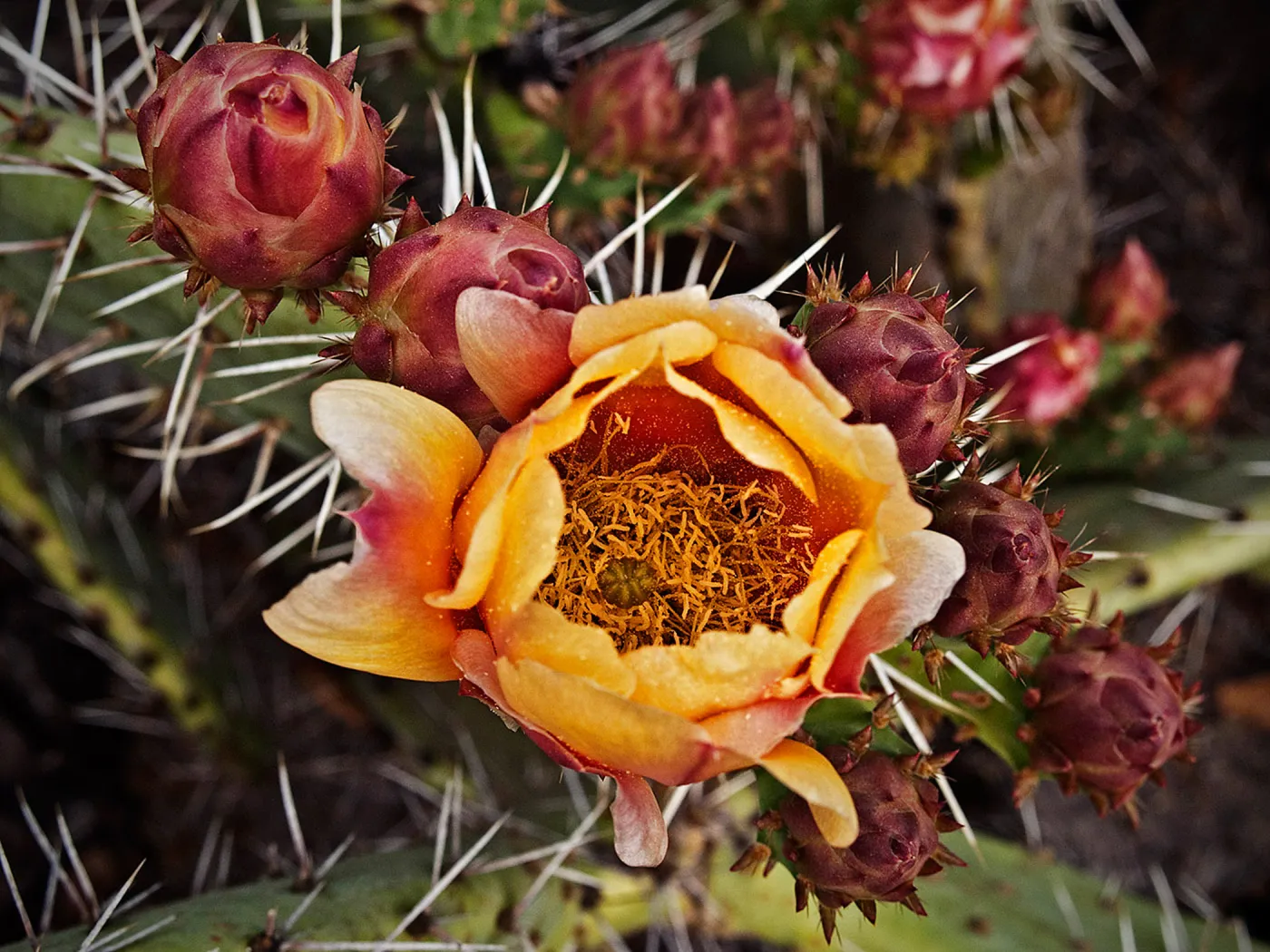 cactus flower and buds, National Public Gardens Day, tour at SBBG