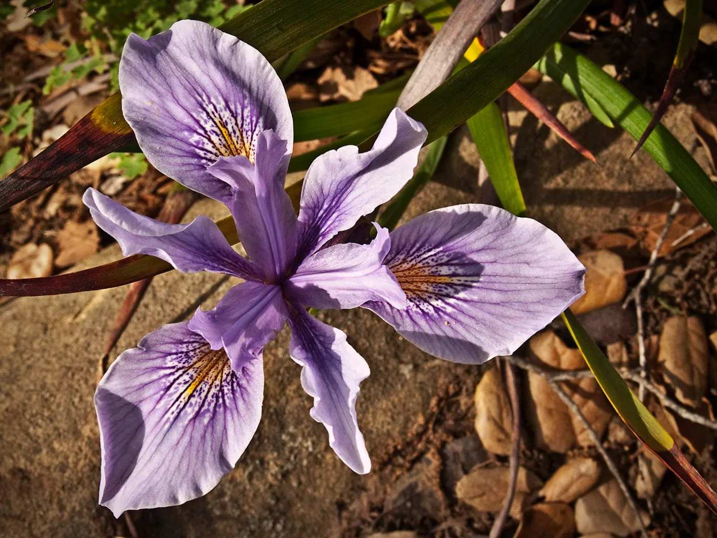 Iris, National Public Gardens Day, tour at SBBG