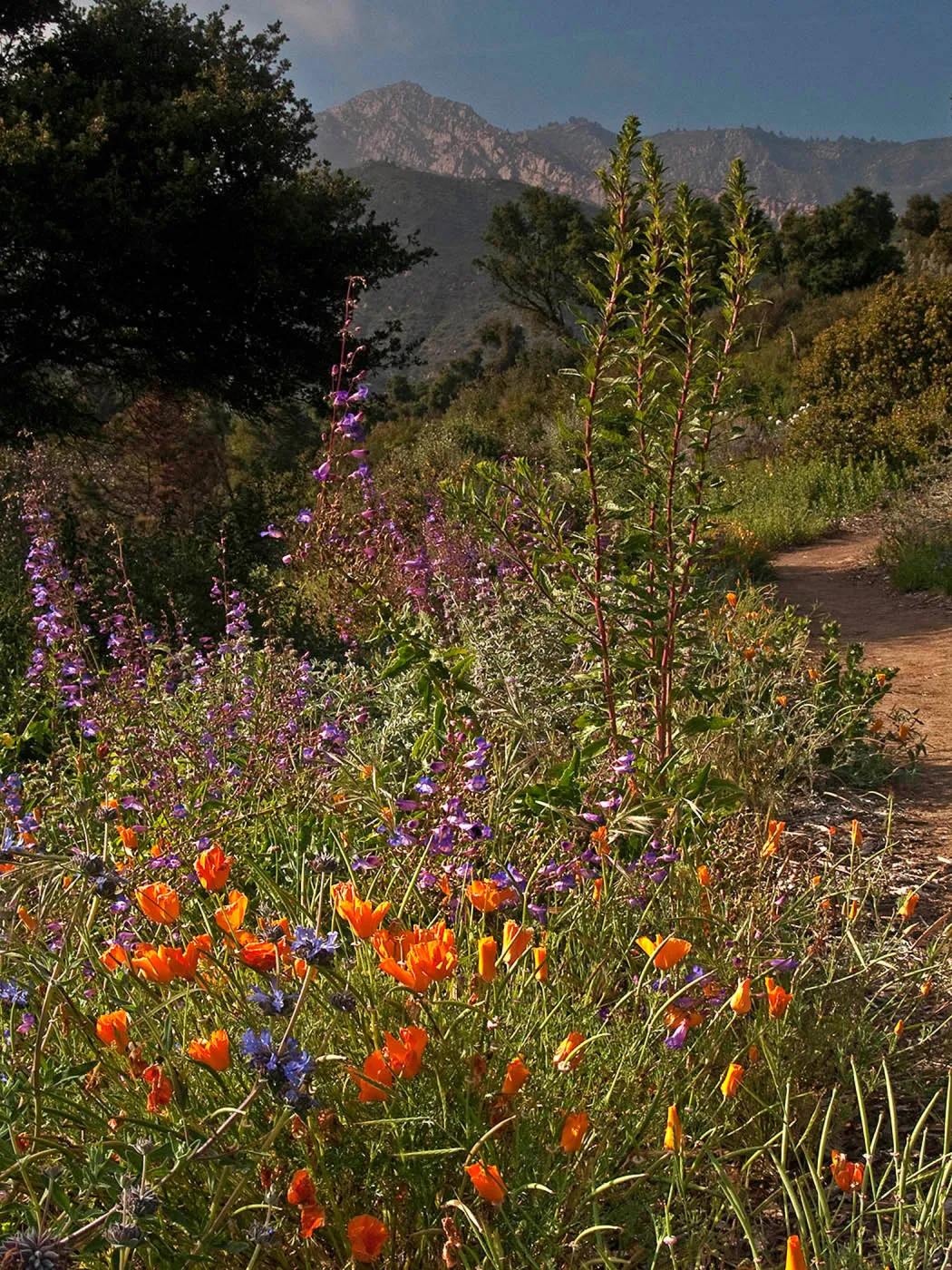 Porter Trail in bloom, National Public Gardens Day, tour at SBBG
