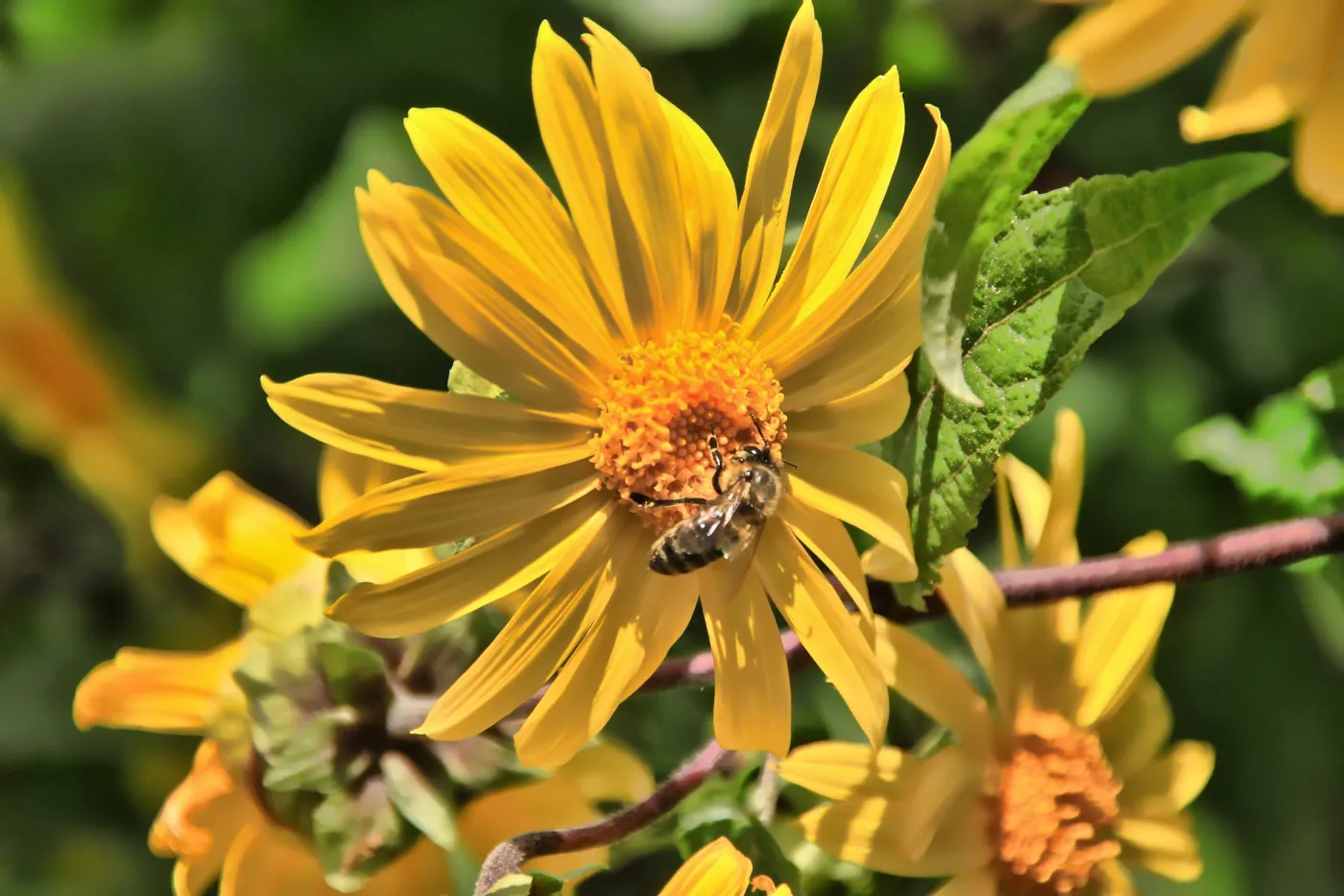 SBBG Wildflowers 2012, ©DeniseDewirePhotography