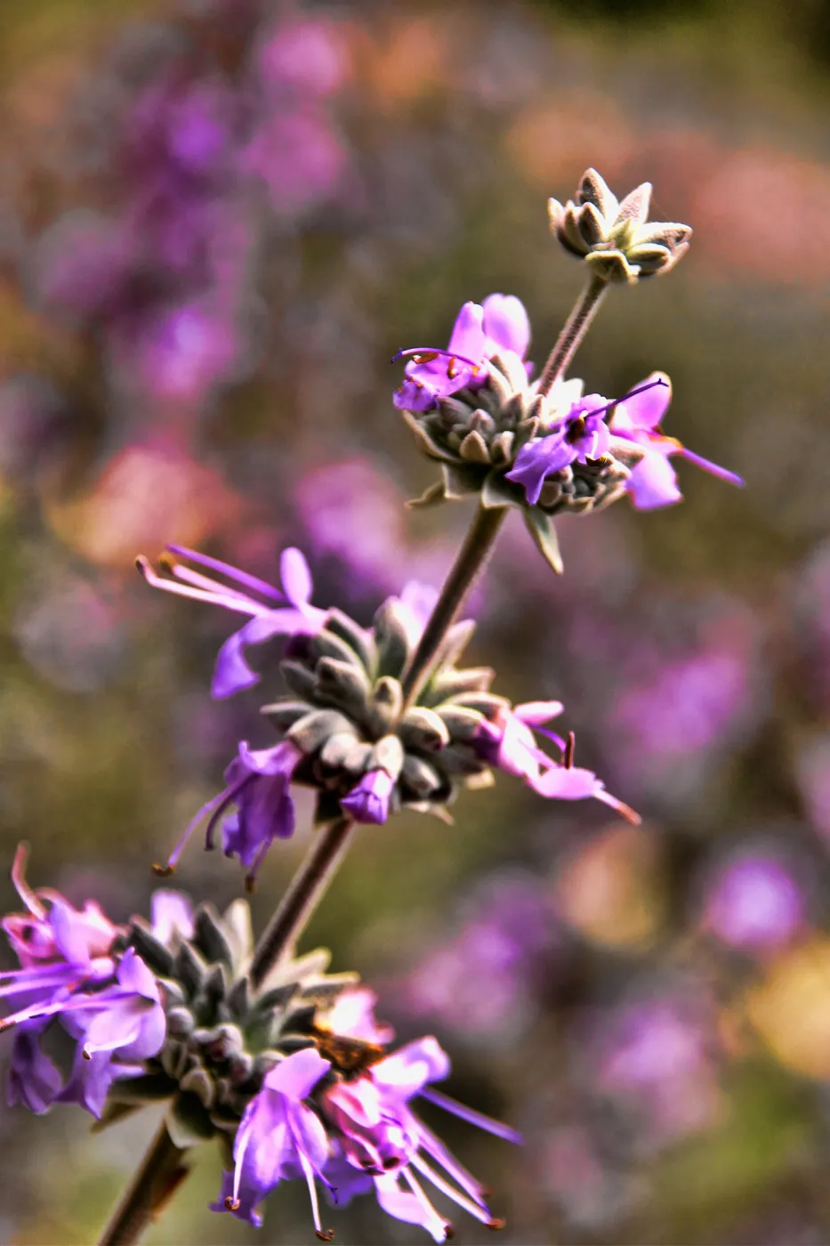 SBBG Wildflowers 2012, ï¿½DeniseDewirePhotography Sage