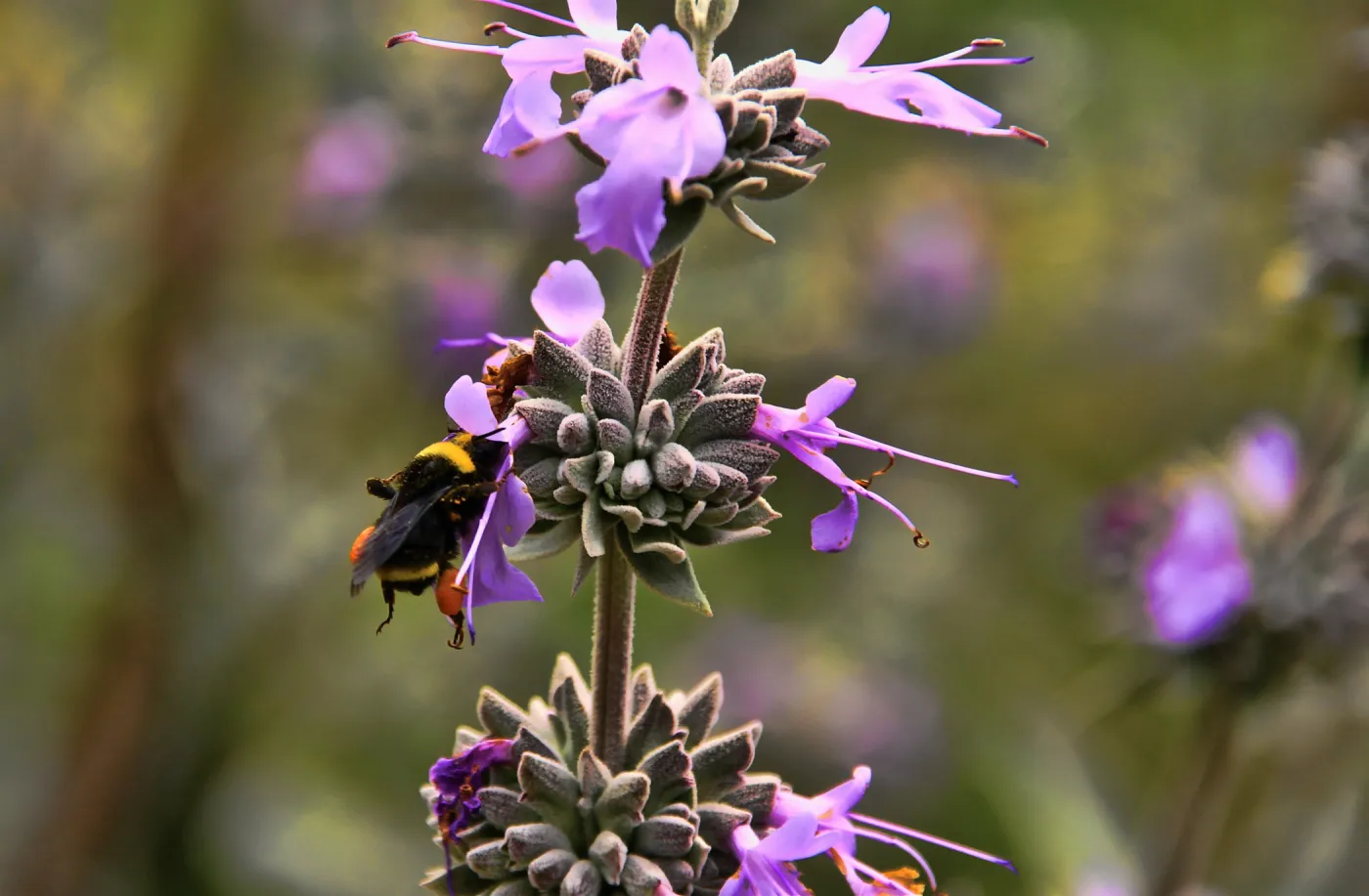 SBBG Wildflowers 2012, ï¿½DeniseDewirePhotography Sage