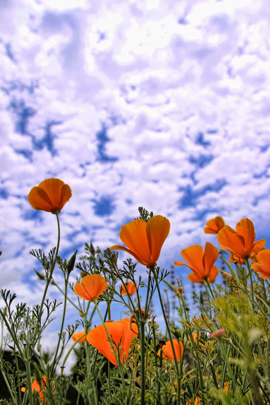 SBBG Wildflowers 2012, ©DeniseDewirePhotography