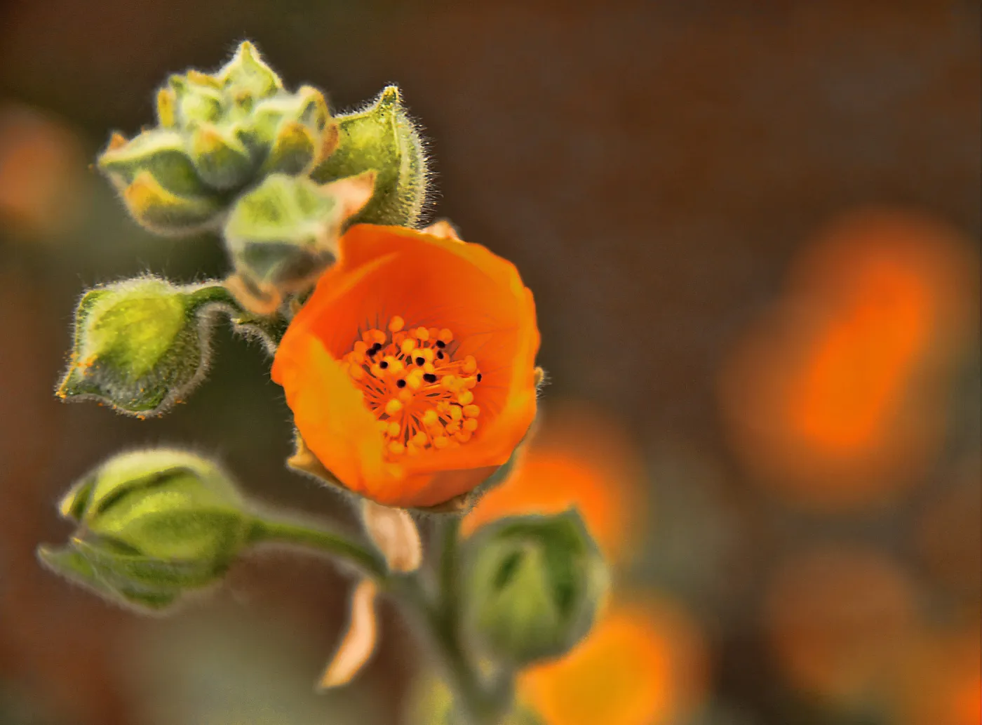 SBBG Wildflowers 2012, ©DeniseDewirePhotography