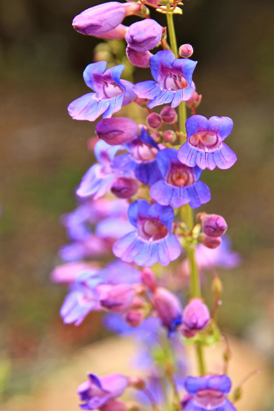 SBBG Wildflowers 2012, ©DeniseDewirePhotography