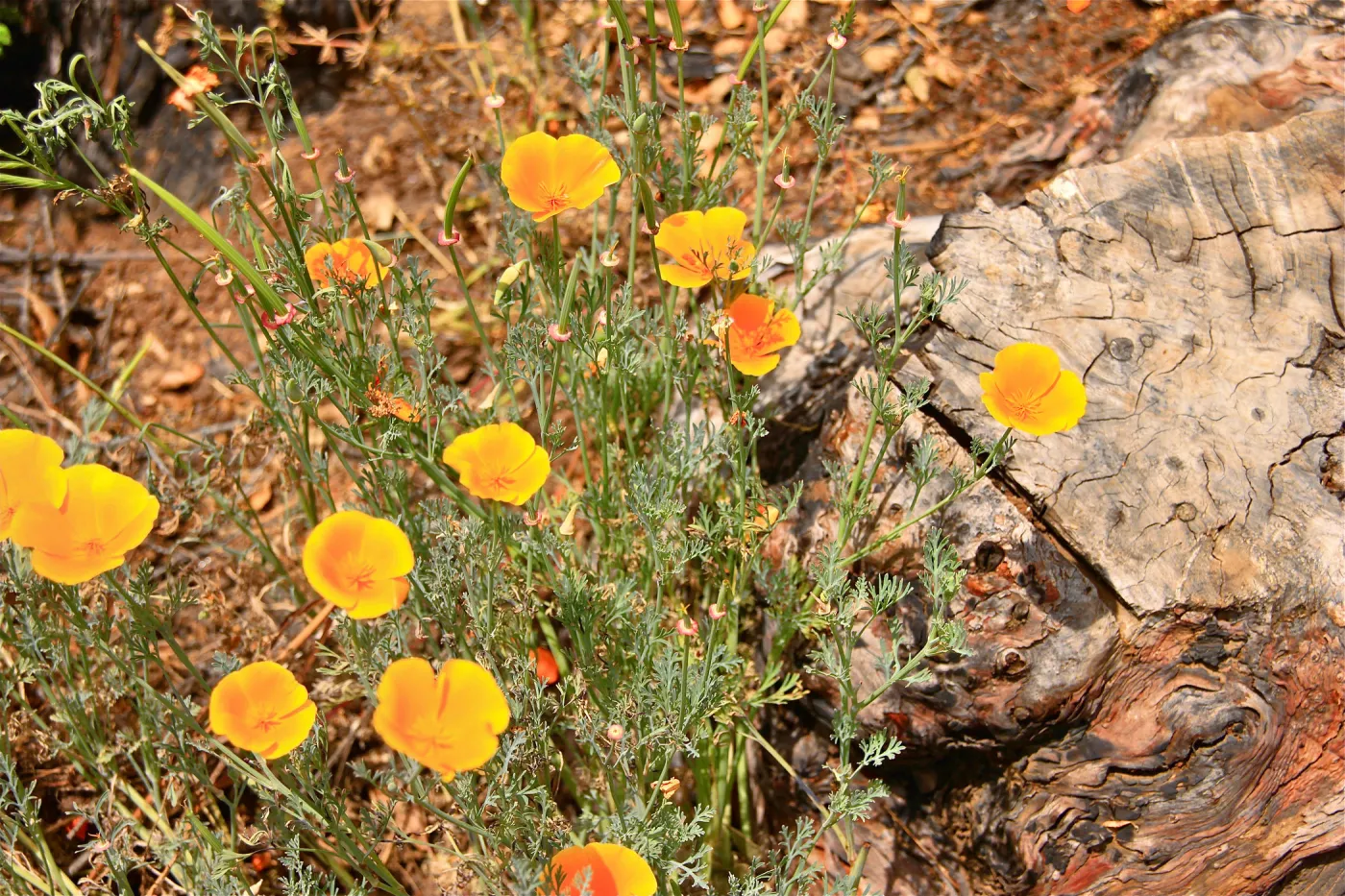 SBBG Wildflowers 2012, ©DeniseDewirePhotography
