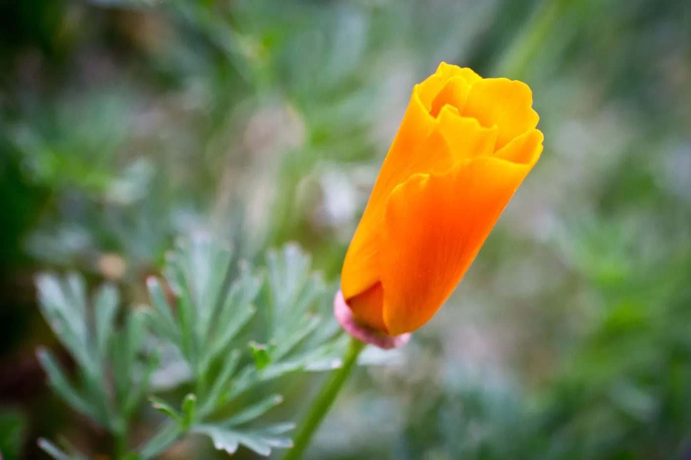 SBBG wildflowers 2012, Â©Denise Dewire (California Poppy)