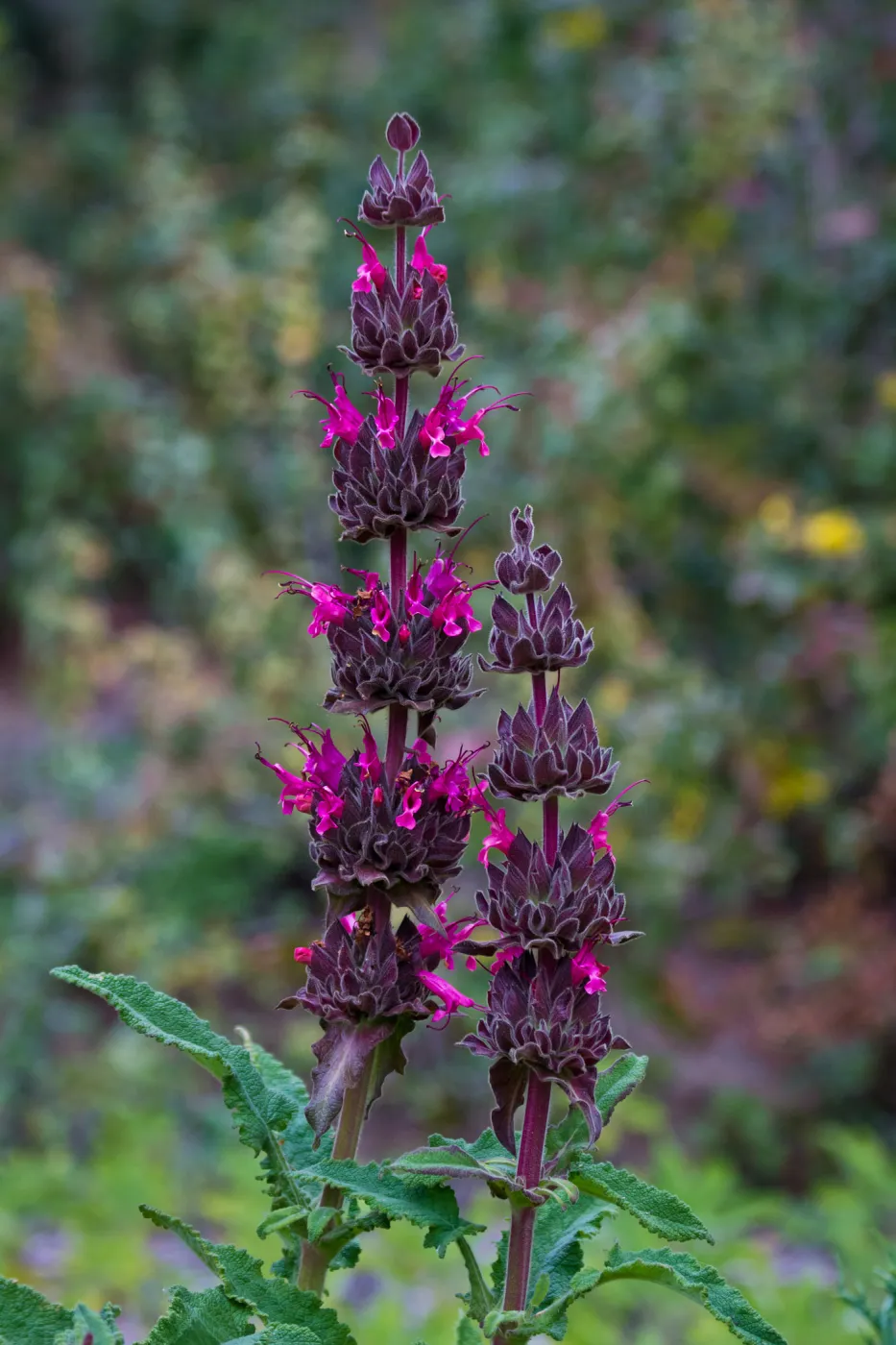 SBBG wildflowers 2012, Â©Denise Dewire Sage