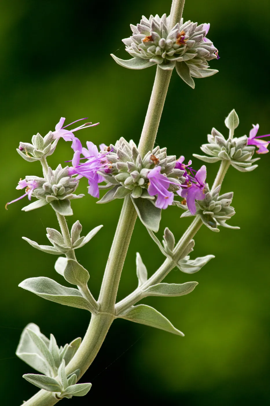 SBBG wildflowers 2012, Â©Denise Dewire Sage