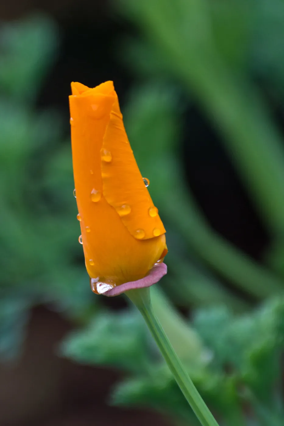 SBBG wildflowers 2012, Â©Denise Dewire
