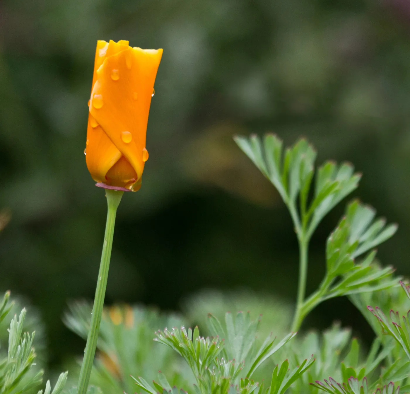 SBBG wildflowers 2012, Â©Denise Dewire