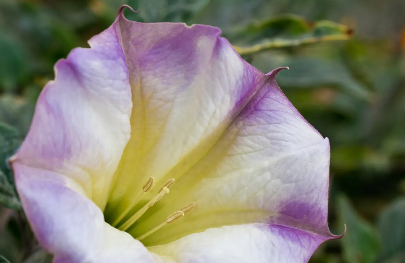 SBBG wildflowers 2012, Â©Denise Dewire