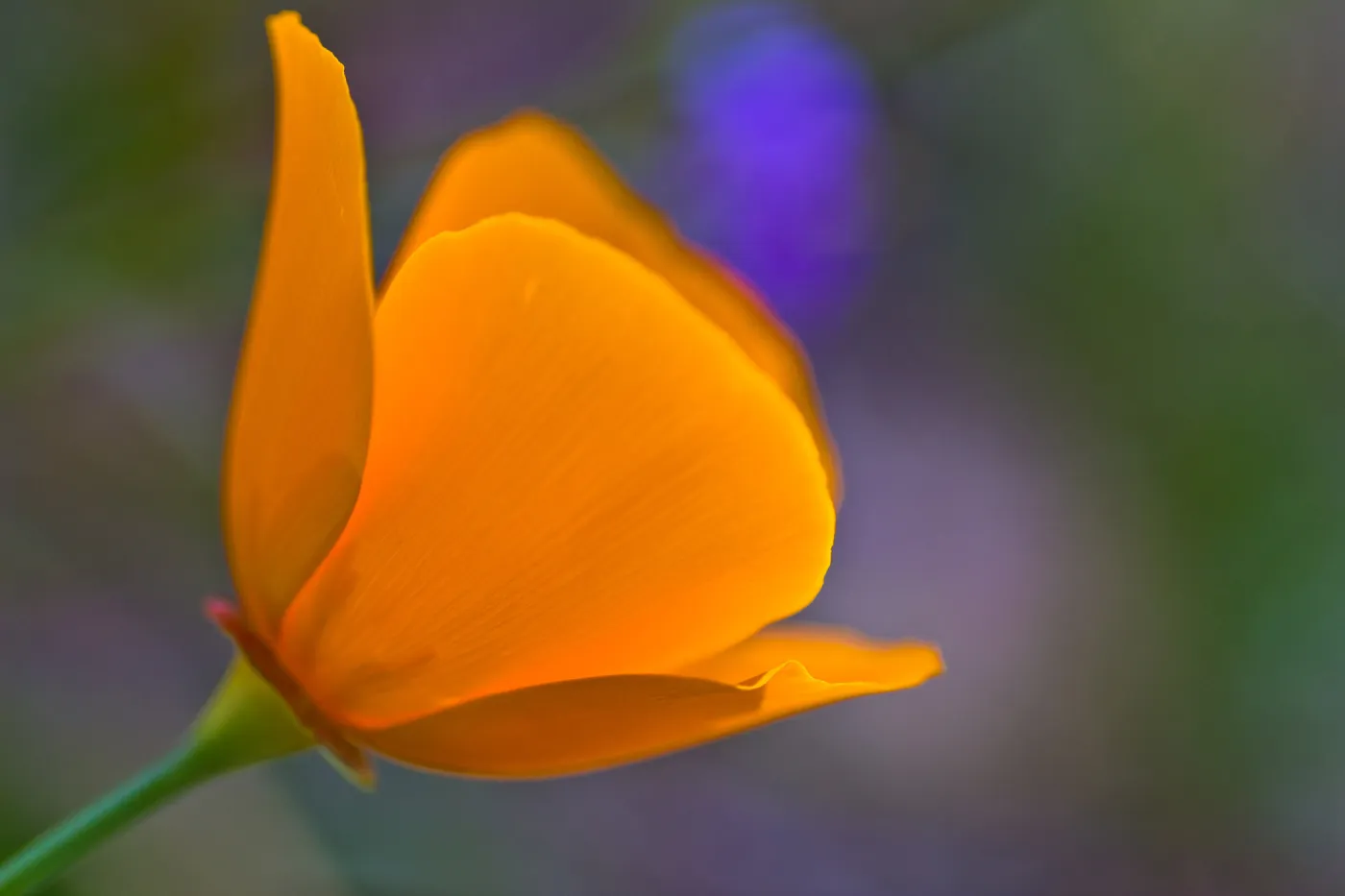 SBBG Wildflowers, Â©DeniseDewirePhotography