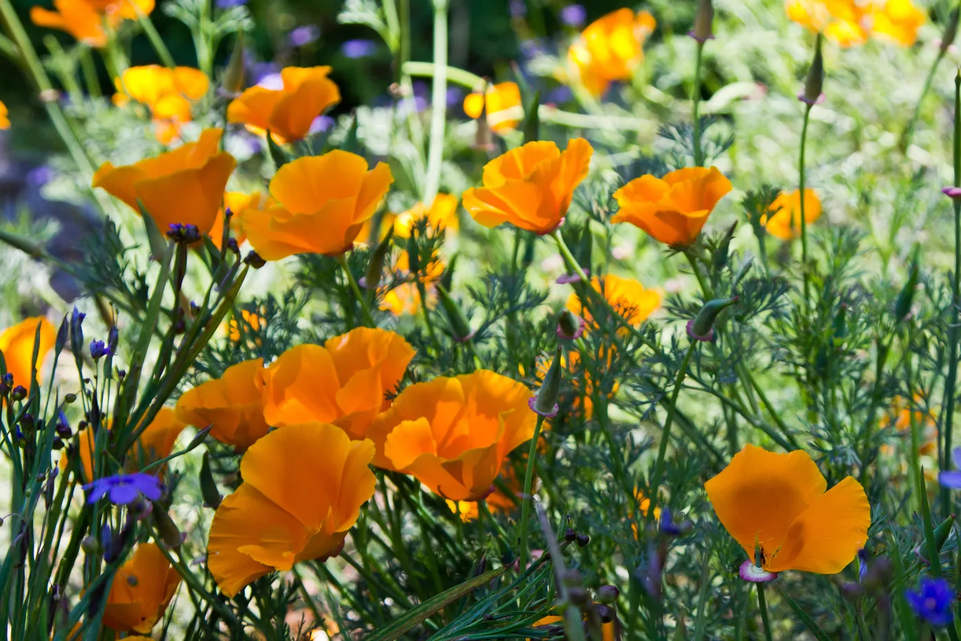 SBBG Wildflowers, Â©DeniseDewirePhotography