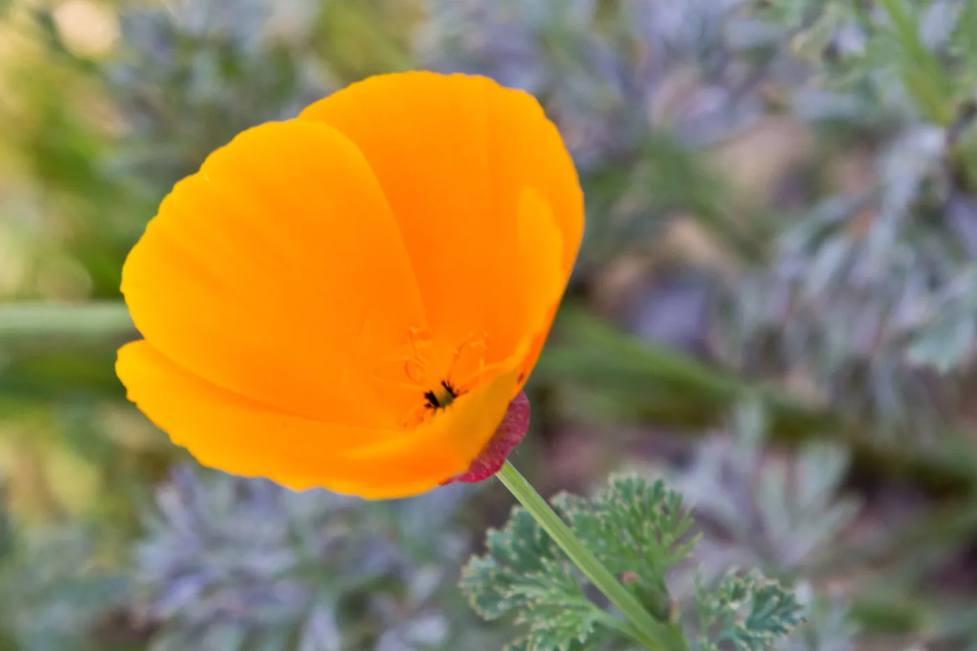SBBG Wildflowers, Â©DeniseDewirePhotography