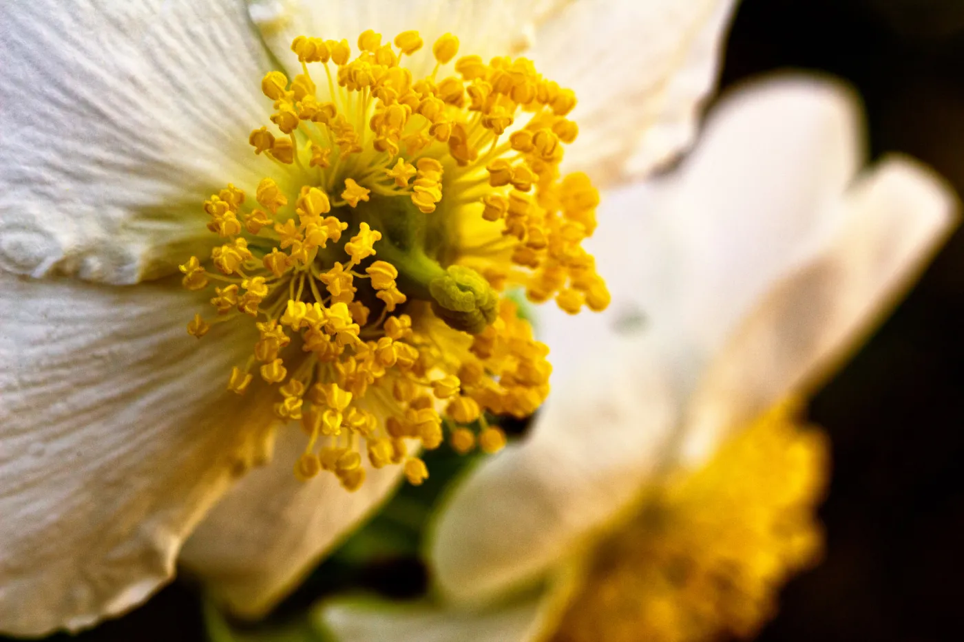 SBBG Wildflowers, Â©DeniseDewirePhotography